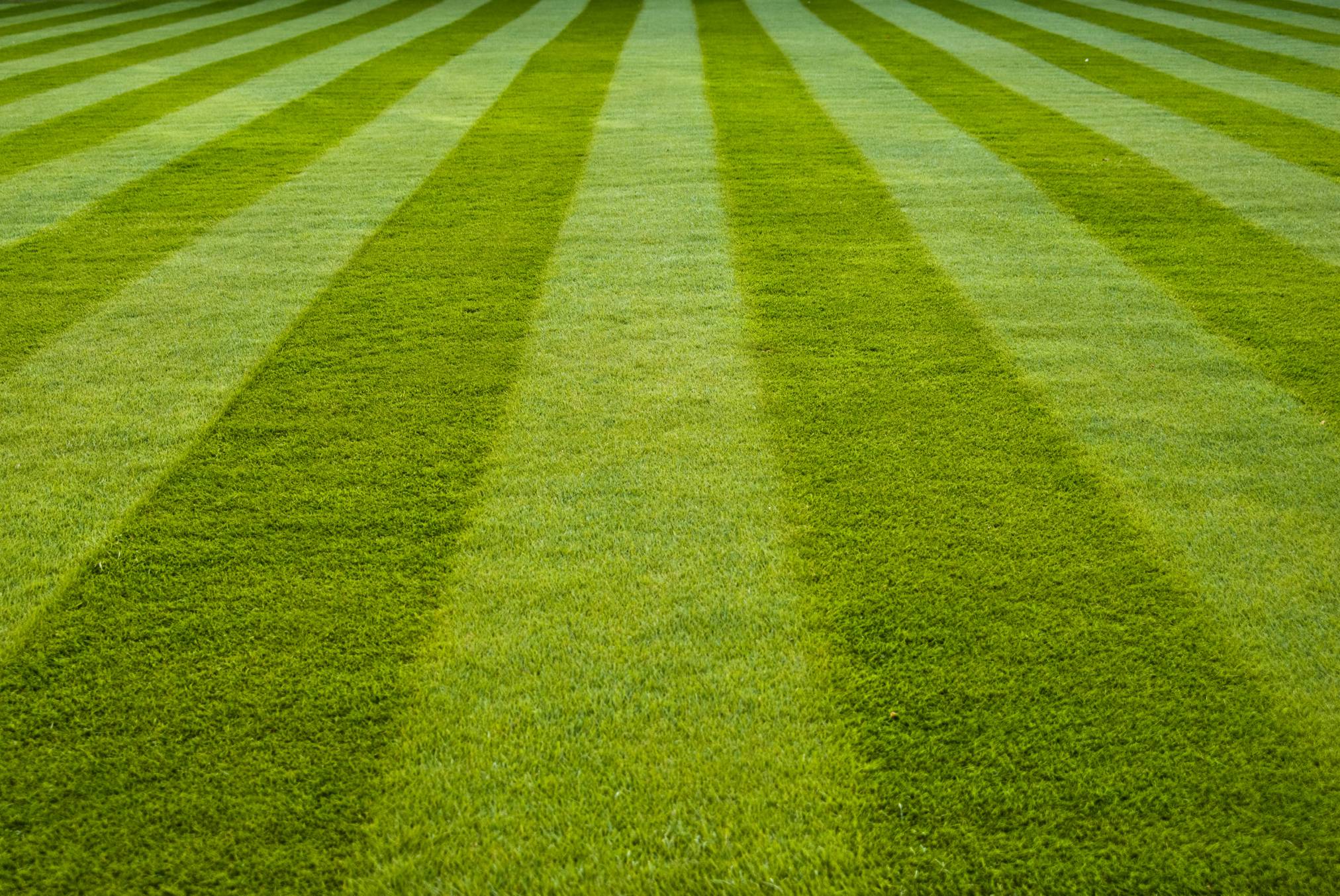 lawn.jpg